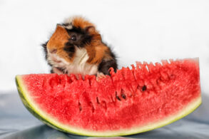 cavia watermeloen