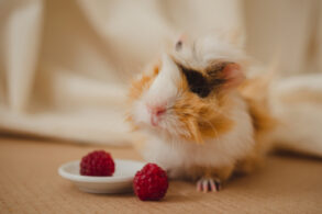 cavia framboos