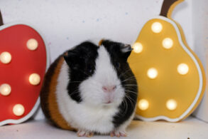 cavia peer