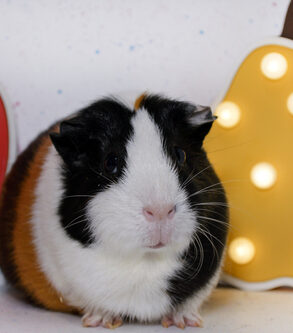 cavia peer