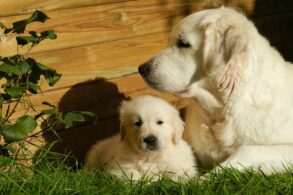 golden retriever vergelijkbaar