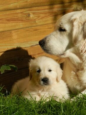 golden retriever vergelijkbaar