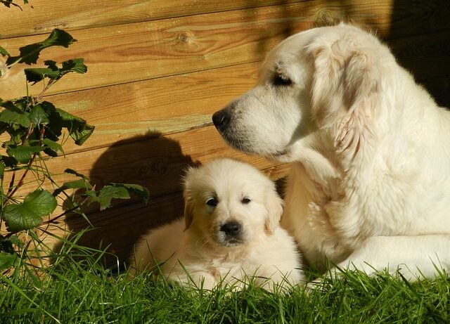 golden retriever vergelijkbaar