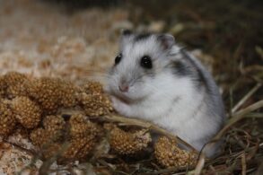 hamster klimop