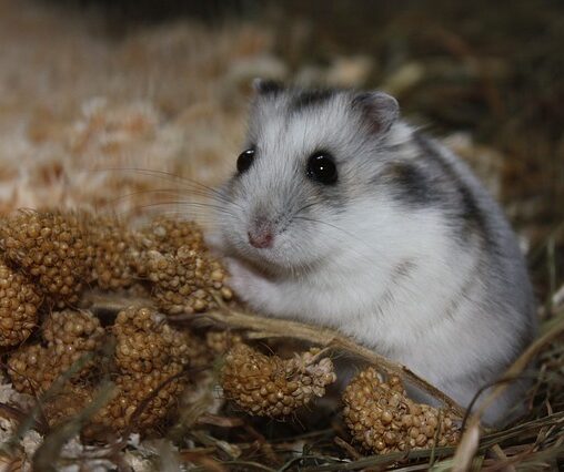 hamster klimop