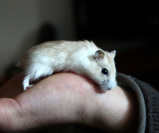 hamster limoen