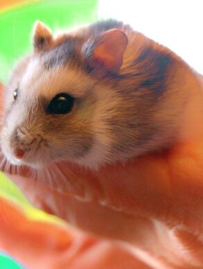 hamster braam