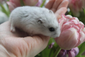 hamster tulp