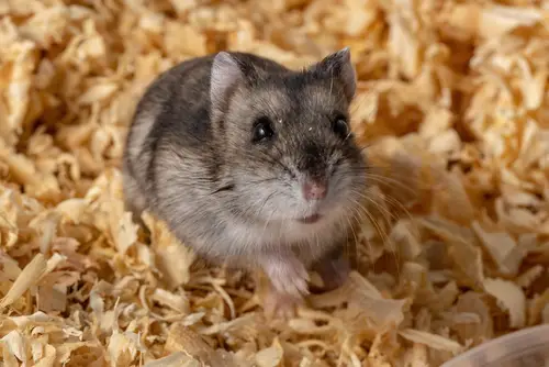 hamster courgette