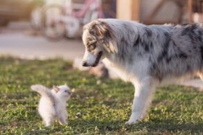 australian shepherd kat