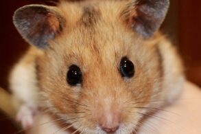 hamster bloemkool