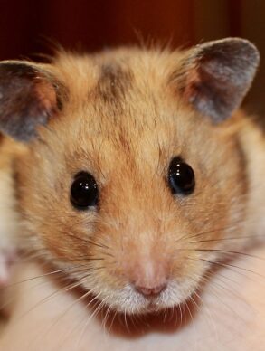 hamster bloemkool