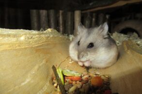 hamster andijvie