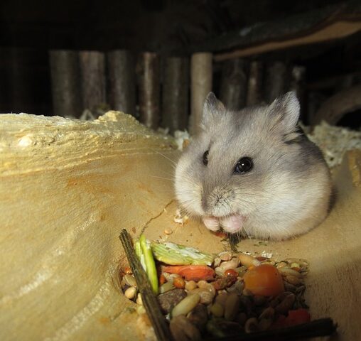 hamster andijvie