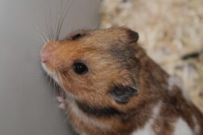 hamster doperwten