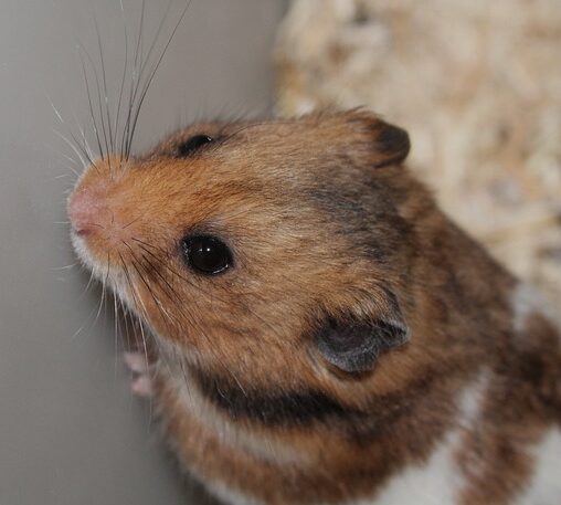 hamster doperwten