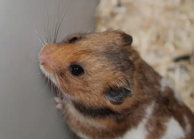 hamster doperwten
