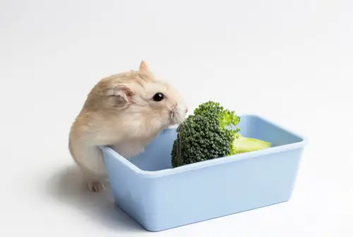 hamster broccoli
