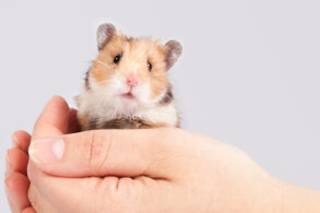 hamster kerstster