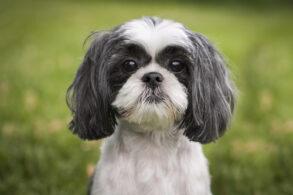 shih tzu blaffen