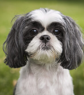 shih tzu blaffen