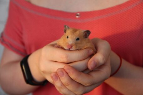 hamster kiwi