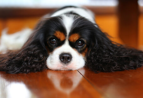 cavalier king charles spaniel trainen