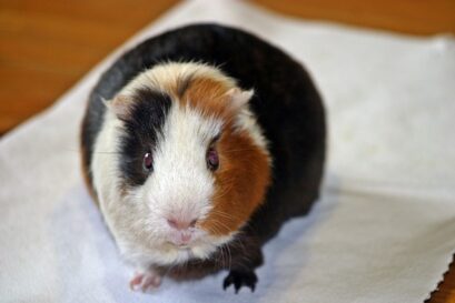 cavia doperwten