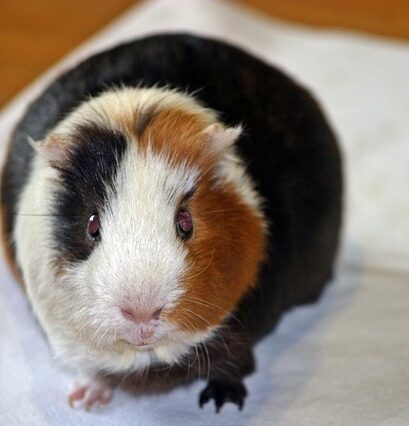 cavia doperwten
