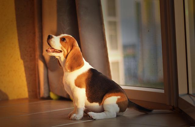 beagle alleen