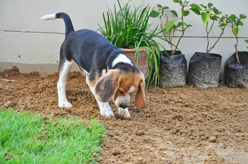nadelen beagle