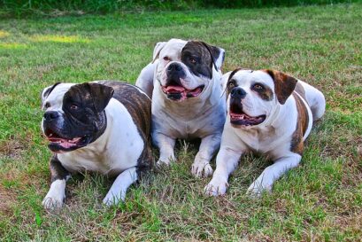 Amerikaanse bulldog feiten