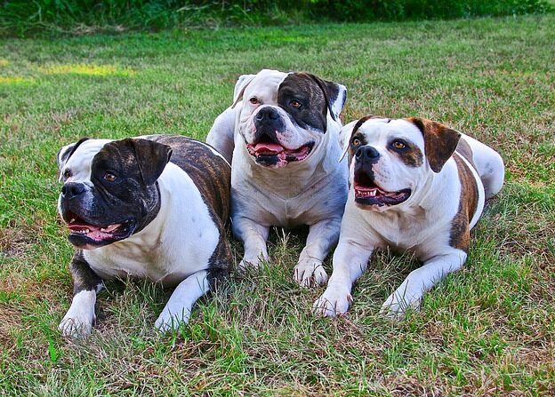 Amerikaanse bulldog feiten