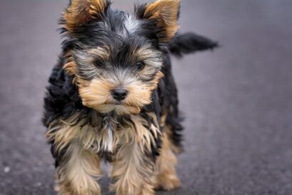 yorkshire terrier beweging