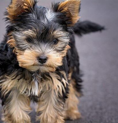 yorkshire terrier beweging