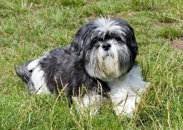 shih Tzu fokkers