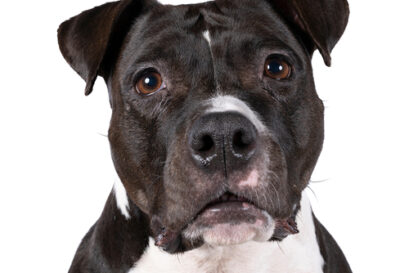 American bulldog gevaarlijk