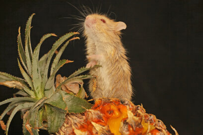 hamster ananas