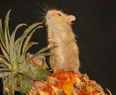 hamster ananas