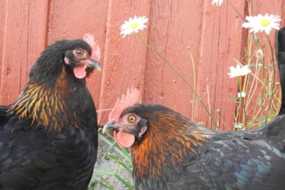 marans kip