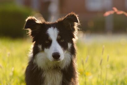 border collie kruising