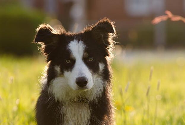 border collie kruising