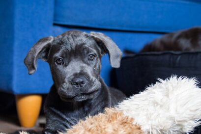 Cane Corso fokkers
