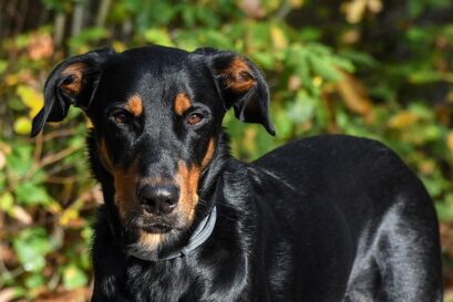 Beauceron