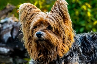 yorkshire terrier weetjes