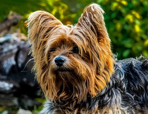 yorkshire terrier weetjes