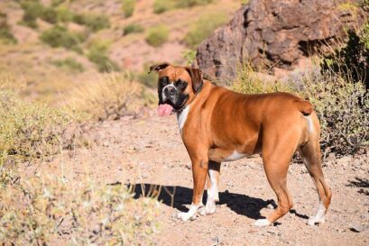 boxer beweging