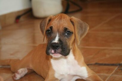 boxer alleen