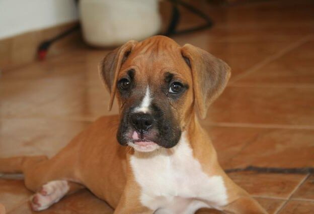 boxer alleen