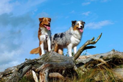 australian shepherd